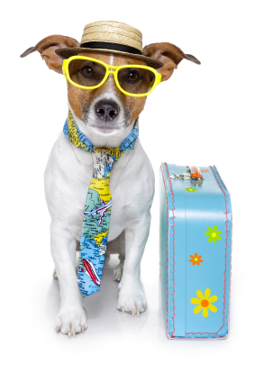 Does your dog wish that he could go on vacation with you?